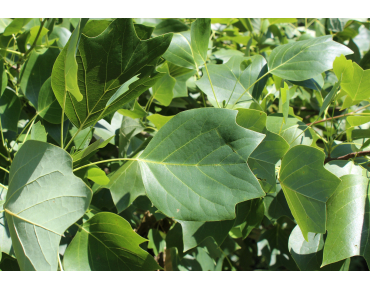 Liriodendron Tulipifera (Boland F.)