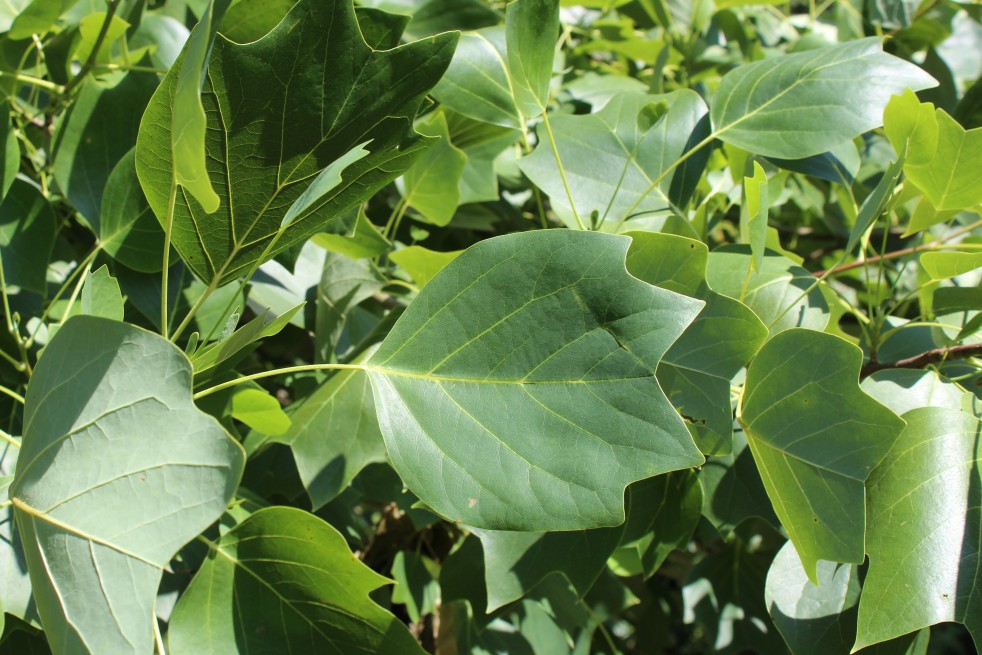 Liriodendron Tulipifera (Boland F.)