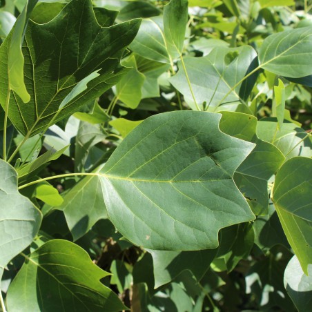 Liriodendron Tulipifera (Boland F.)