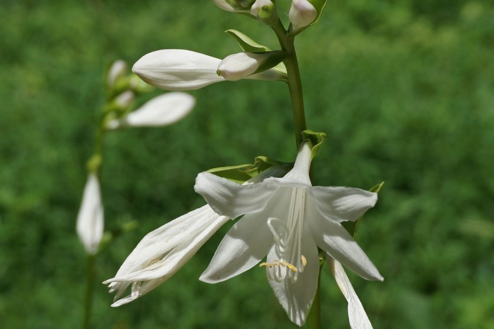 Siebold's plantain lily (via Wikimedia Commons)