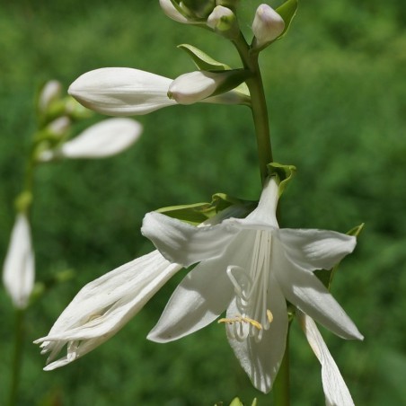 Siebold's plantain lily (via Wikimedia Commons)