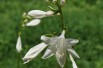 Hosta de Siebold (via Wikimedia Commons)