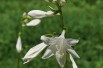 Siebold's plantain lily (via Wikimedia Commons)