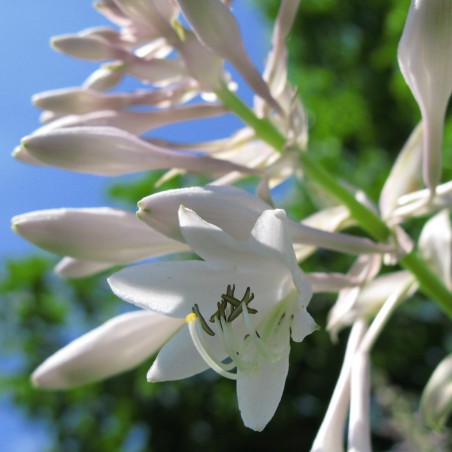 Siebold's plantain lily(Hardyplants, CC BY-SA 4.0 , via Wikimedia Commons)