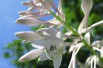 Hartlelie Sieboldiana(Hardyplants, CC BY-SA 4.0 , via Wikimedia Commons)