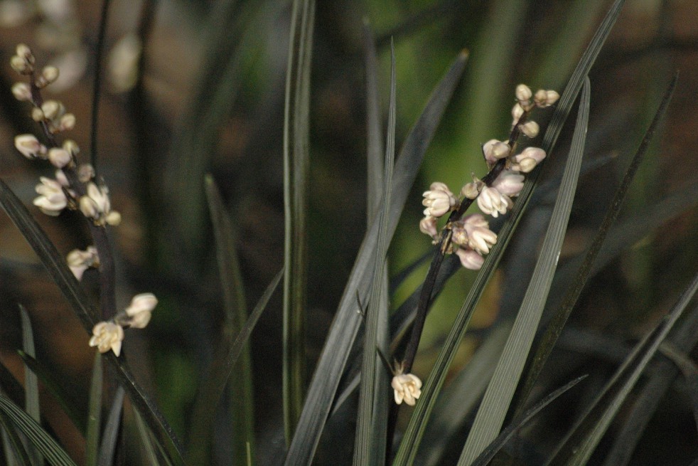 Black mondo grass