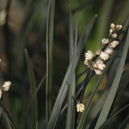 Black mondo grass