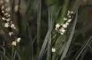 Black mondo grass