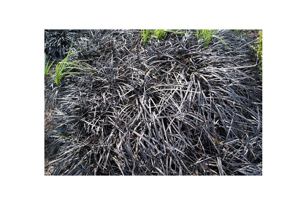 Barbe de serpent Niger