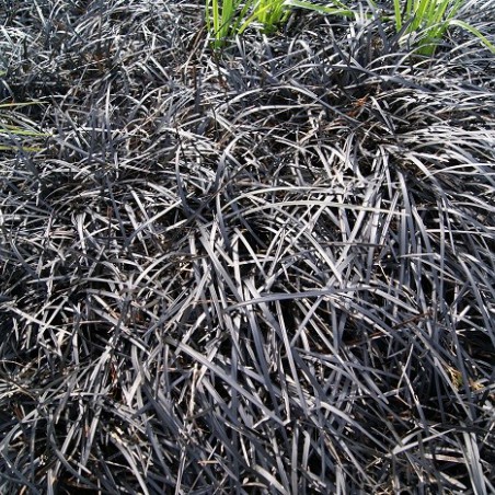 Black mondo grass