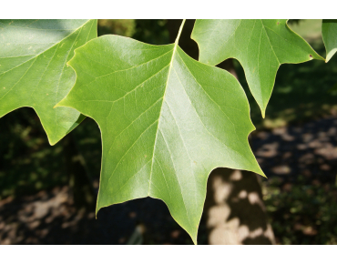 Liriodendron Tulipifera (Boland F.)