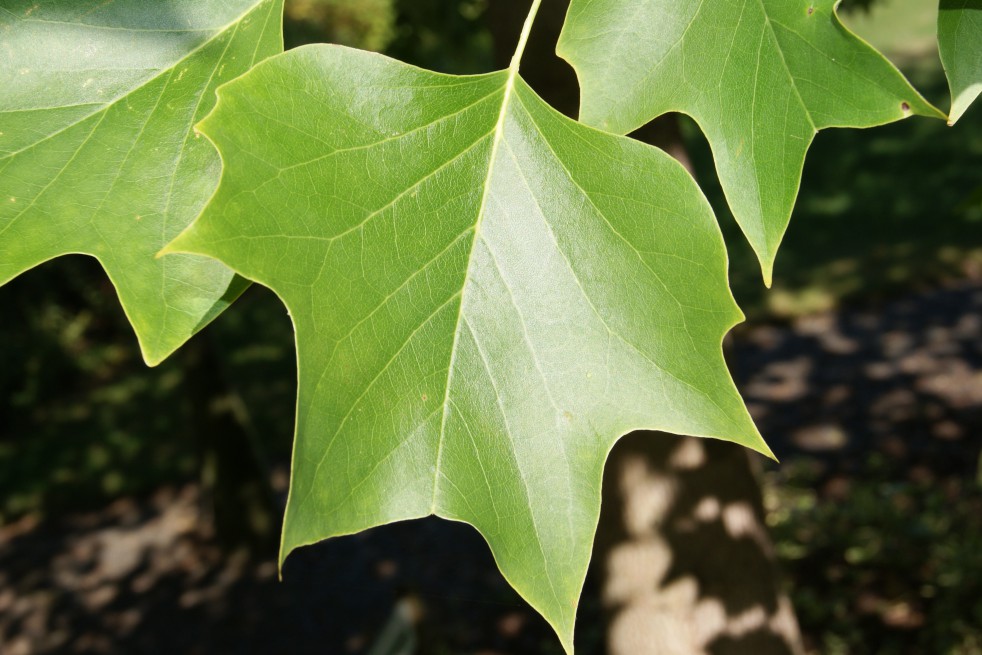 Liriodendron Tulipifera (Boland F.)