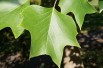 Liriodendron Tulipifera (Boland F.)