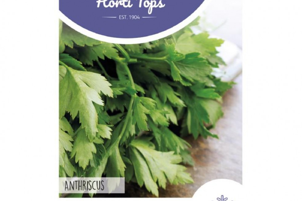 Chervil