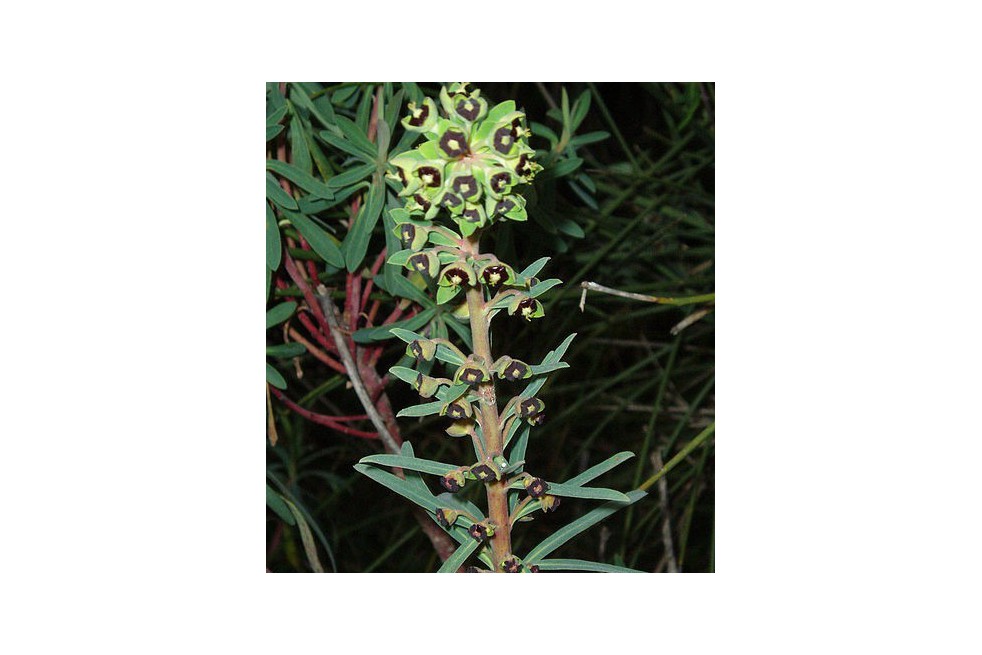 Spurge Black Pearl (Macro63, Public domain, via Wikimedia Commons)