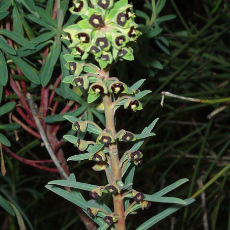 Spurge Black Pearl (Macro63, Public domain, via Wikimedia Commons)