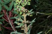 Spurge Black Pearl (Macro63, Public domain, via Wikimedia Commons)