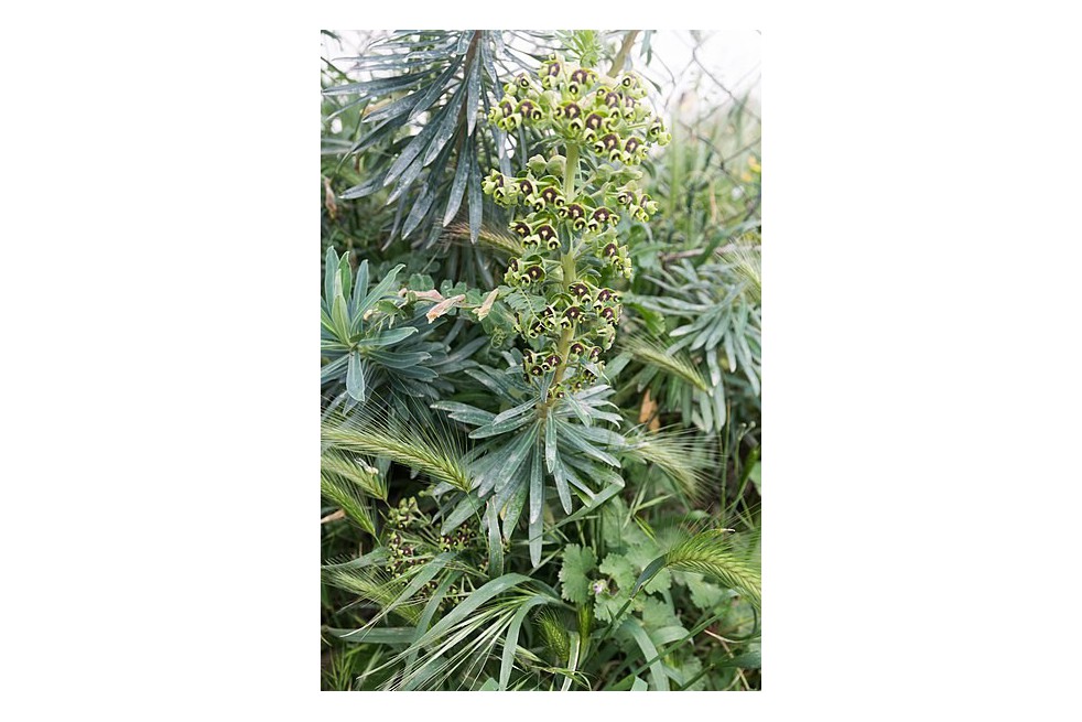 Euphorbe Black Pearl