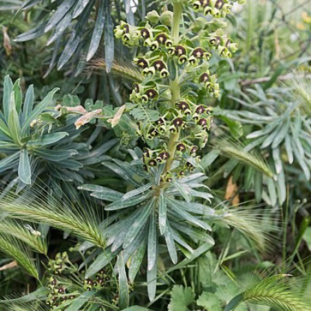 Spurge Black Pearl