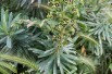 Spurge Black Pearl