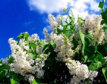 Lilas Madame Florent Stepman