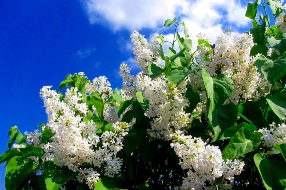 Lilas Madame Florent Stepman