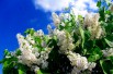 Lilas Madame Florent Stepman