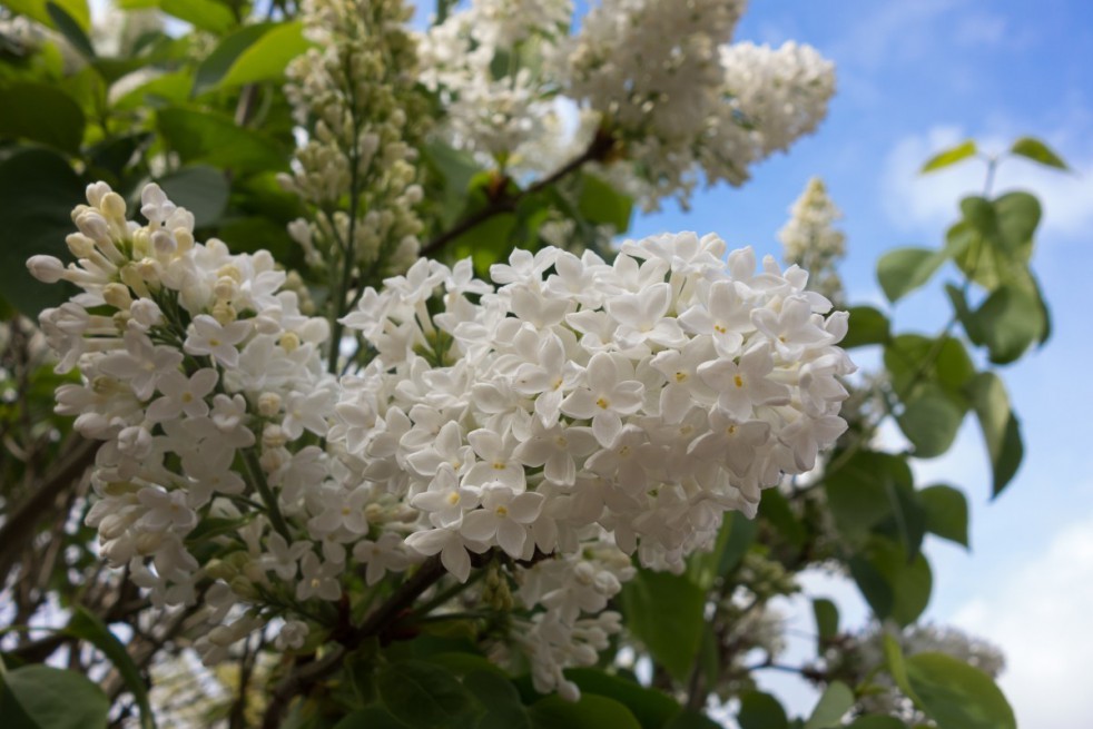 Lilas Madame Florent Stepman