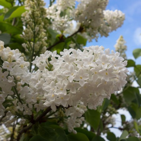 Lilas Madame Florent Stepman