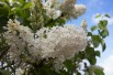 Lilas Madame Florent Stepman