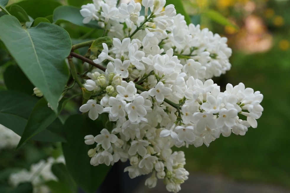 Lilas Madame Florent Stepman