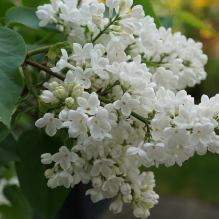 Lilas Madame Florent Stepman