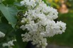 Lilas Madame Florent Stepman