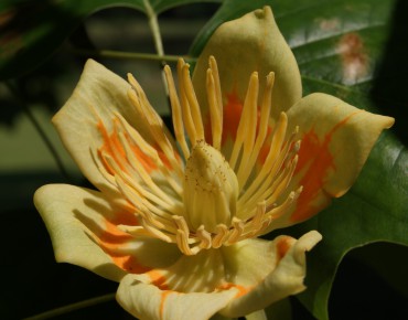 Liriodendron Tulipifera - Jardins du Monde.be