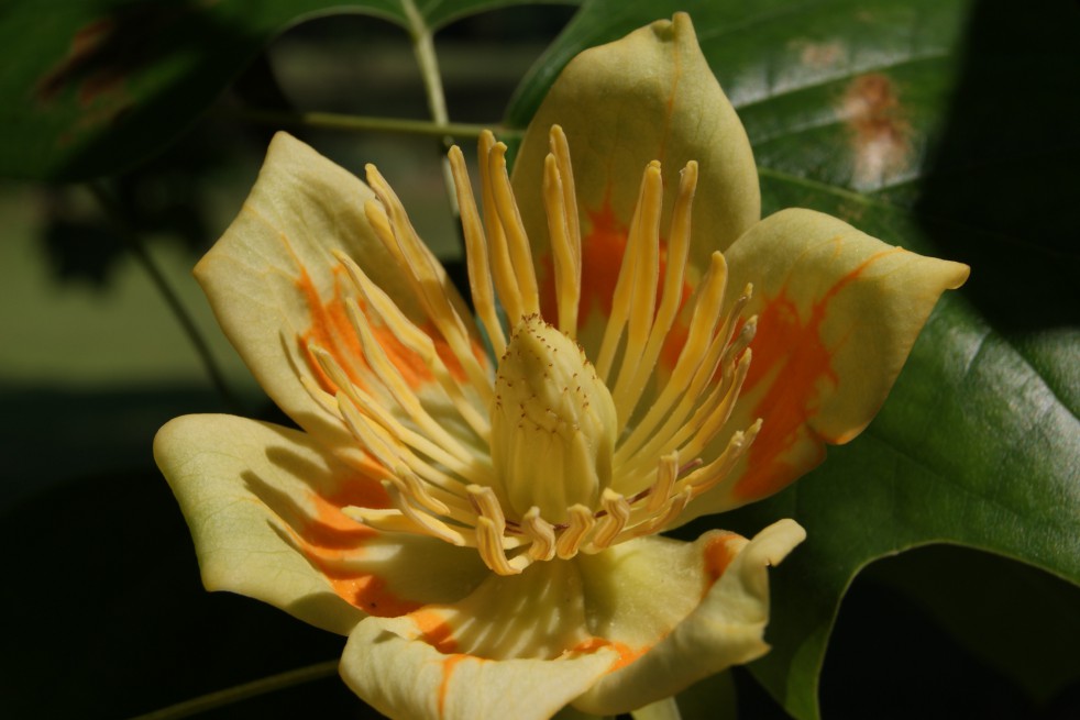 Liriodendron Tulipifera (Boland F.)