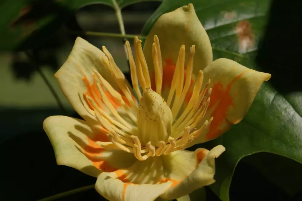Liriodendron Tulipifera (Boland F.)