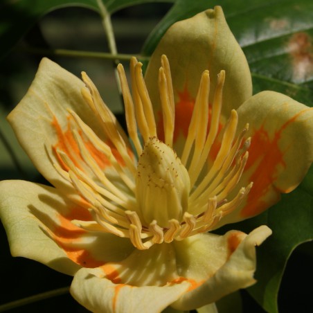 Liriodendron Tulipifera - Jardins du Monde.be