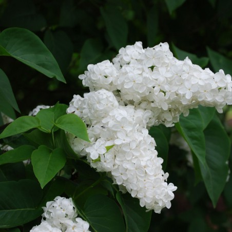 Lilas Madame Florent Stepman