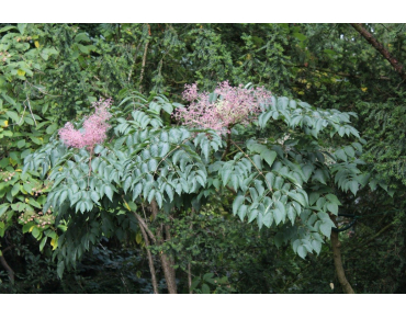 Japanese Angelica tree