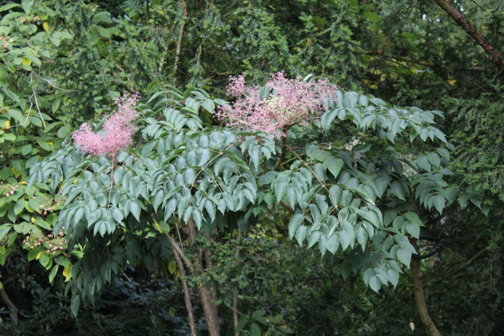 Japanese Angelica tree