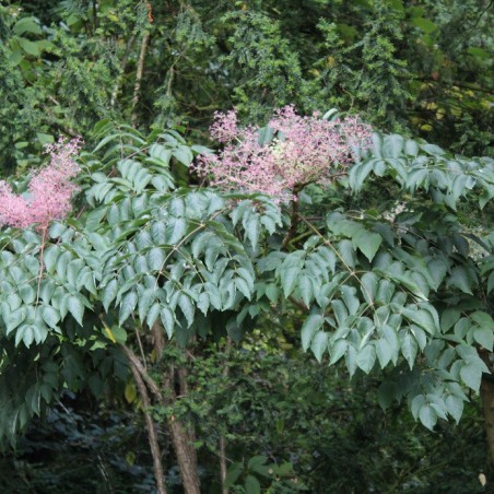 Angélique en arbre du Japon