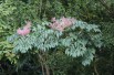 Japanese Angelica tree