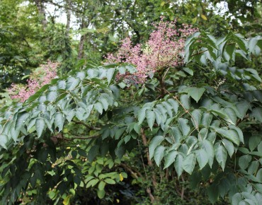 Angélique en arbre du Japon