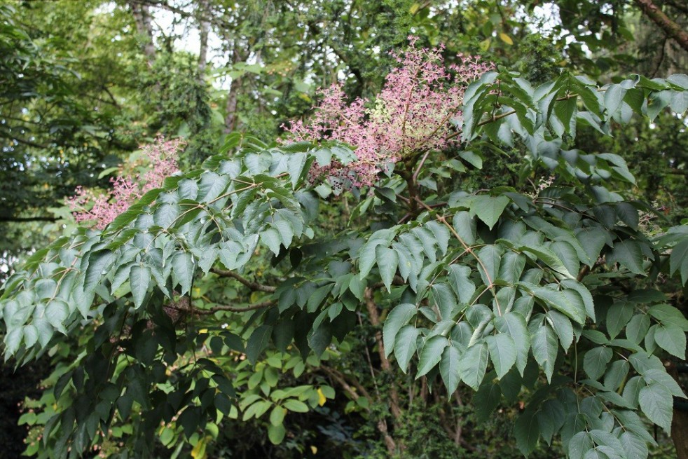 Angélique en arbre du Japon