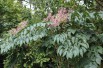 Japanese Angelica tree