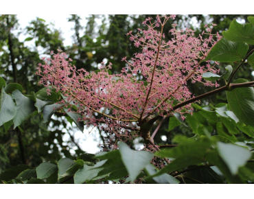 Japanese Angelica tree