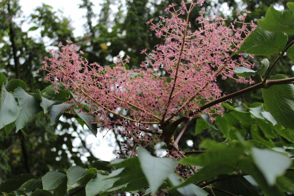 Japanese Angelica tree