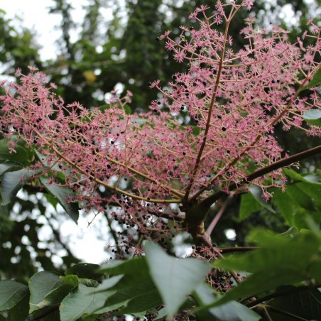 Angélique en arbre du Japon