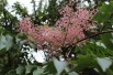 Japanese Angelica tree