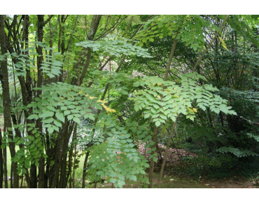 Japanese Angelica tree